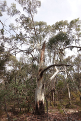 Eucalyptus rubida rubida