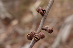 Eucalyptus rubida rubida