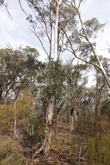 Eucalyptus rubida rubida