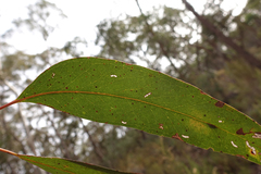 Eucalyptus rubida rubida