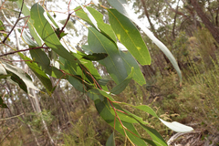 Eucalyptus rubida rubida