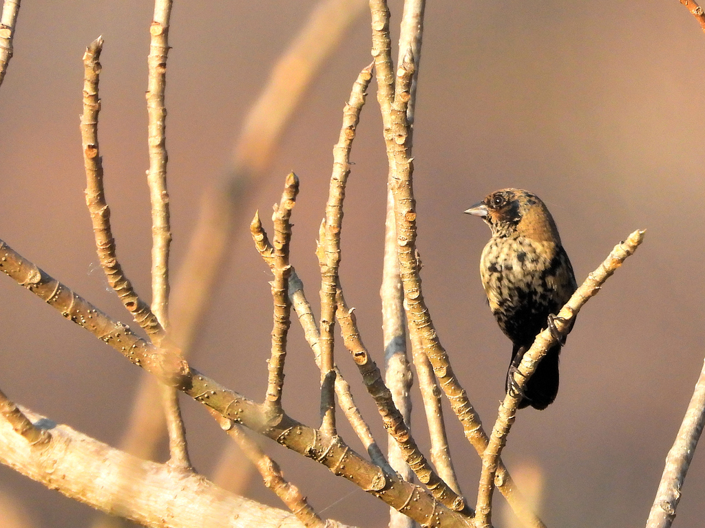 Blue Black Grassquit From Plan De Ayala Tuxtla Guti Rrez Chis   Large 