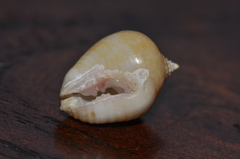 Euplica turturina
