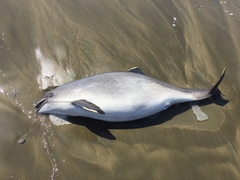 Phocoena phocoena vomerina