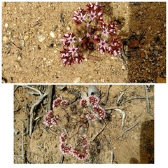 Chorizanthe fimbriata