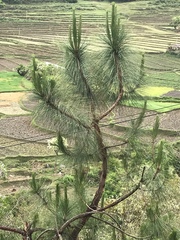 Pinus roxburghii