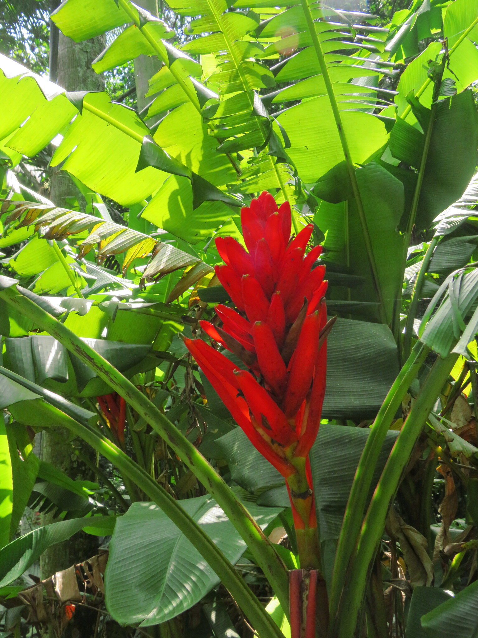 Imagem de Bananeira-vermelha