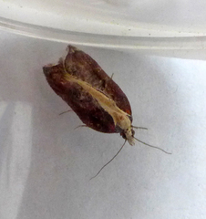 Acleris cristana