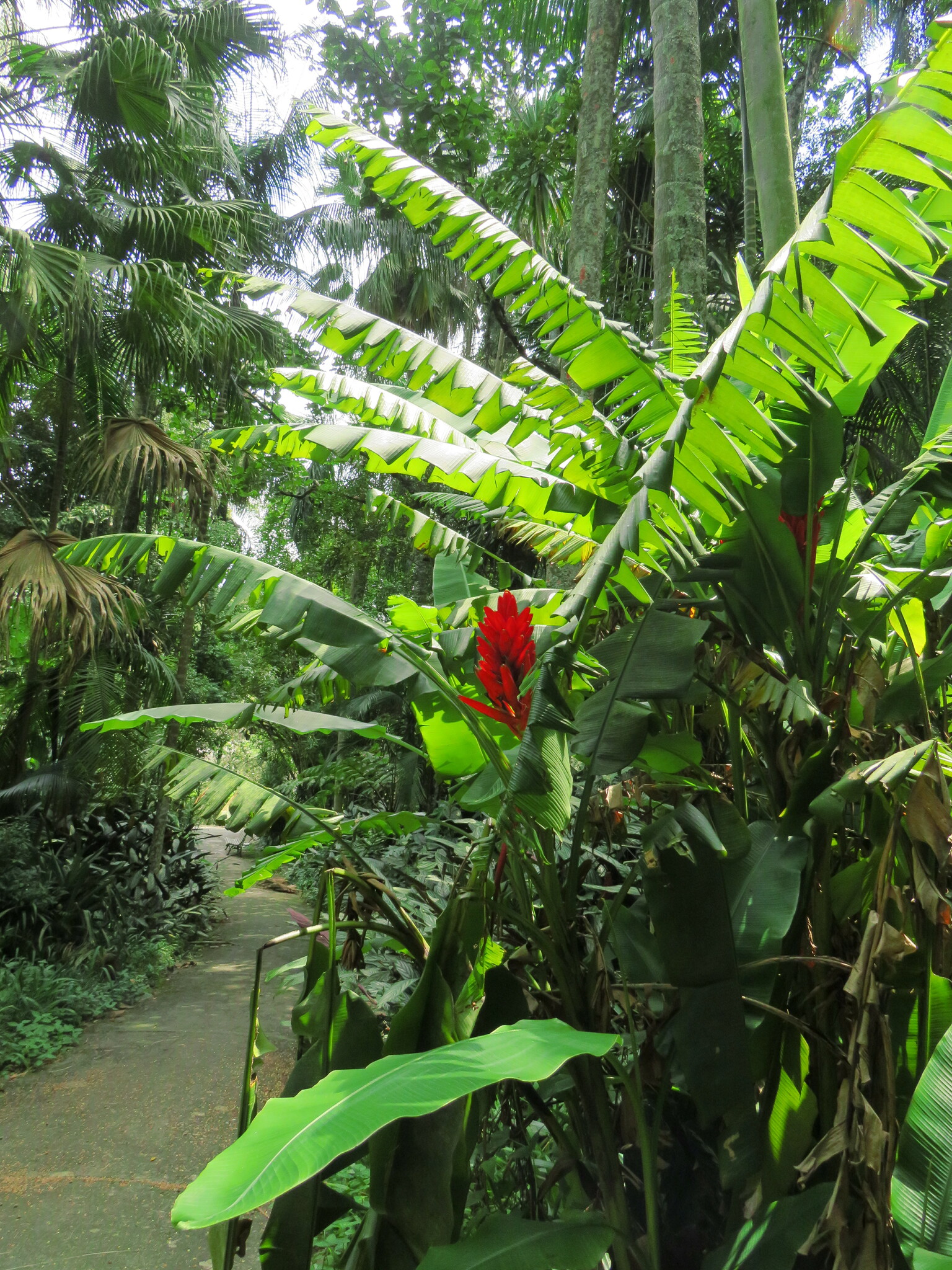 Imagem de Bananeira-vermelha