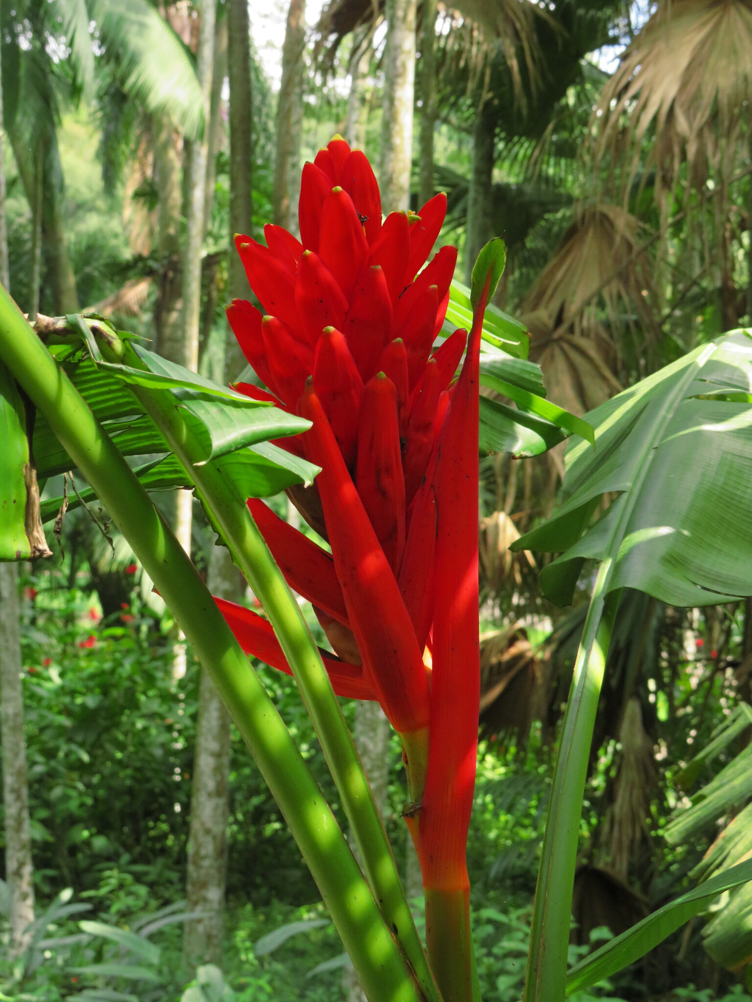 Imagem de Bananeira-vermelha