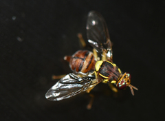 Bactrocera zonata