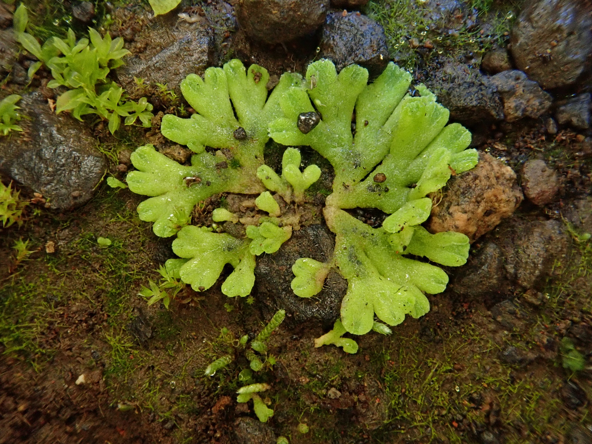 Riccia glauca