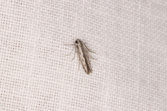 Thiotricha anticentra