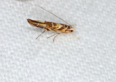 Trachydora chrysodoxa
