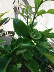 Citrus hystrix