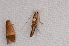 Trachydora chrysodoxa