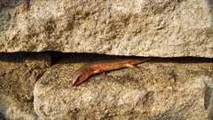 Plestiodon chinensis