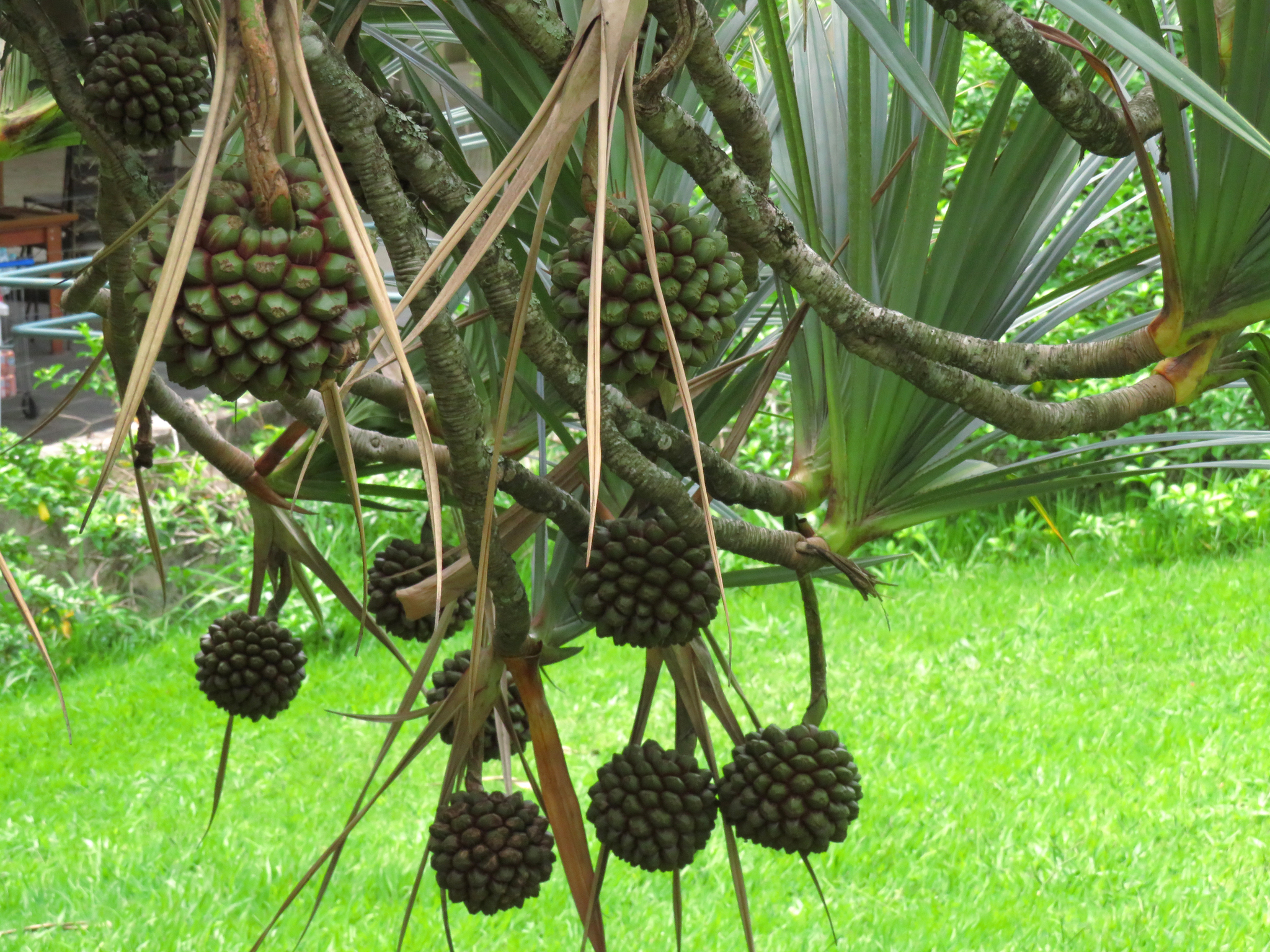 Imagem de Pinheiro-de-madagascar