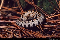 Sistrurus miliarius streckeri