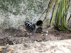 Anoplophora chinensis