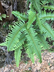 Dicranopteris