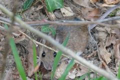 Apodemus flavicollis