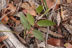 Eucalyptus globoidea