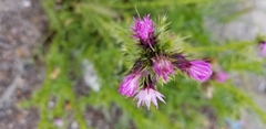 Carduus tenuiflorus