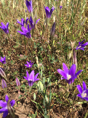 Brodiaea