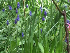 Muscari botryoides
