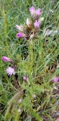Carduus tenuiflorus