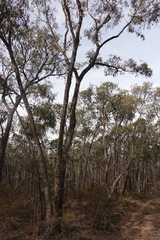 Eucalyptus goniocalyx goniocalyx