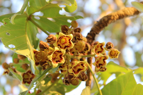 Sterculia apetala - Whole tree