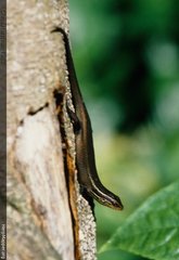 Eutropis rugifera