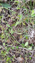 Convolvulus waitaha