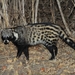 African Civet - Photo (c) Michal Sloviak, some rights reserved (CC BY), uploaded by Michal Sloviak