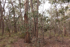 Eucalyptus goniocalyx goniocalyx