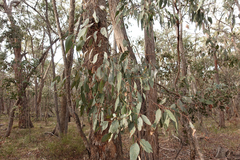 Eucalyptus goniocalyx goniocalyx