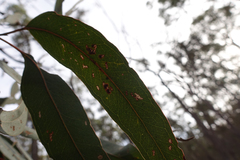 Eucalyptus goniocalyx goniocalyx