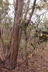 Eucalyptus goniocalyx goniocalyx