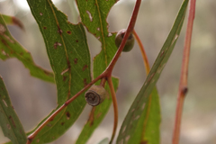Eucalyptus goniocalyx goniocalyx