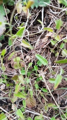 Convolvulus waitaha