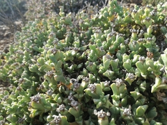 Ruschia approximata