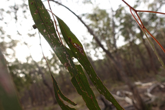 Eucalyptus goniocalyx goniocalyx