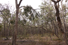 Eucalyptus goniocalyx goniocalyx