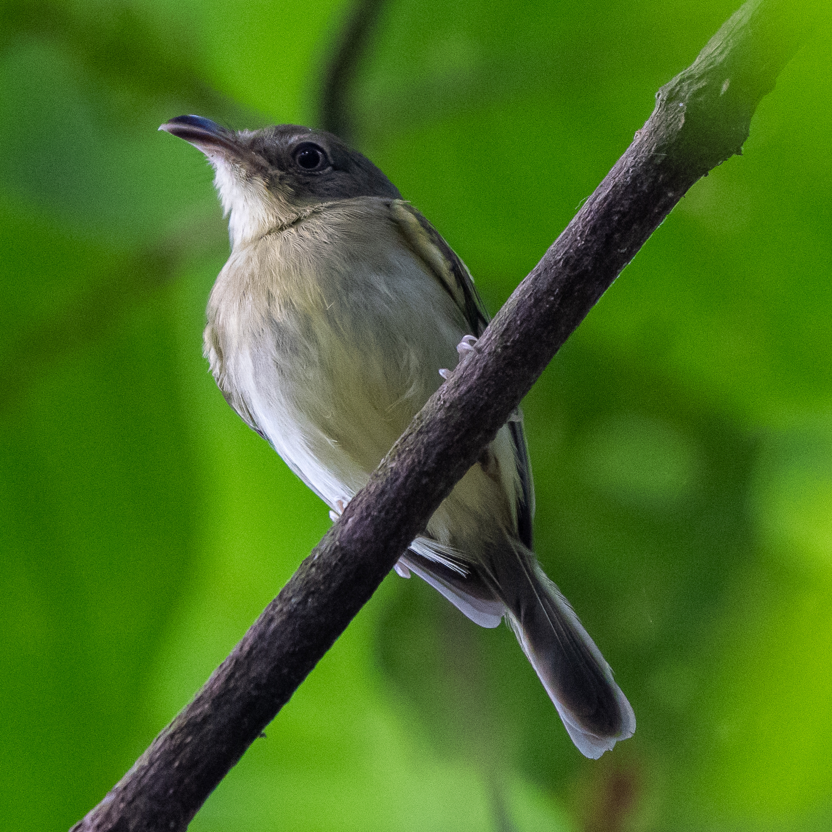 Southern Bentbill (Oncostoma olivaceum), photo 8