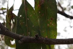 Eucalyptus goniocalyx goniocalyx