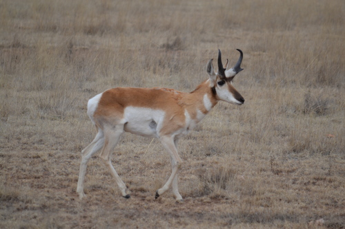 Pronghorn photographed in Texas