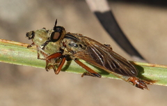 Gonioscelis longulus