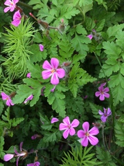 Geranium robertianum